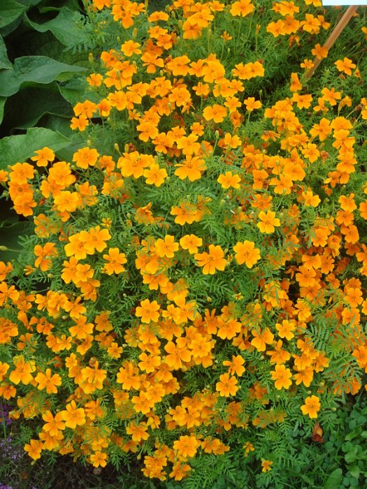 Tagetes signata pumila 'Carina'